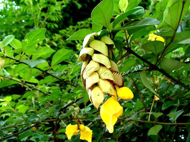  Plant with inflorescence
